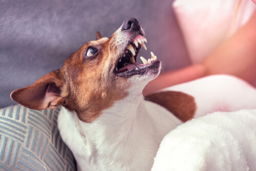 Perro se pone agresivo