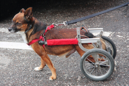 Perro en silla de ruedas