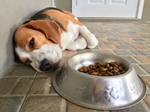 Anorexia canina: ¿es posible?