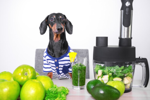 Perro con vegetales y frutas