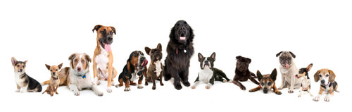 Perros de diversas razas y tamaños