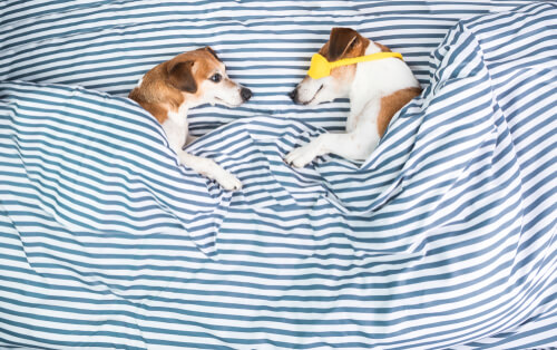 Perros durmiendo en la cama