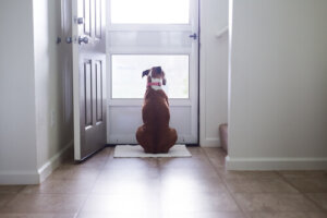 ¿Por qué los perros ven las puertas invisibles?