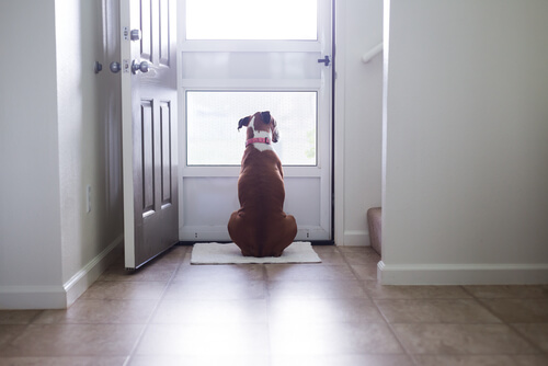 ¿Por qué los perros ven las puertas invisibles?