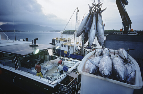 Pesca del atún