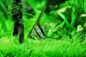 Pez ángel de agua dulce: características y hábitats