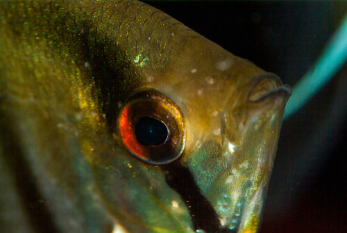 Rostro del pez ángel de agua dulce