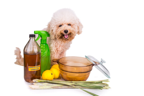 Remedios naturales para perros