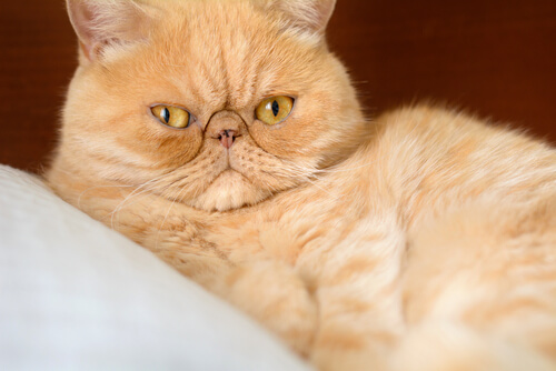 Wodurch wird die schnelle Atmung bei Katzen verursacht?