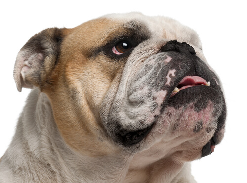 Rostro del bulldog