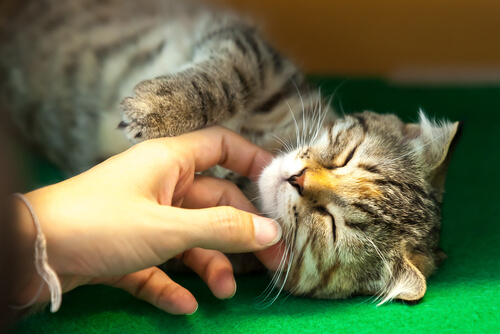 Ser cariñoso con un gato