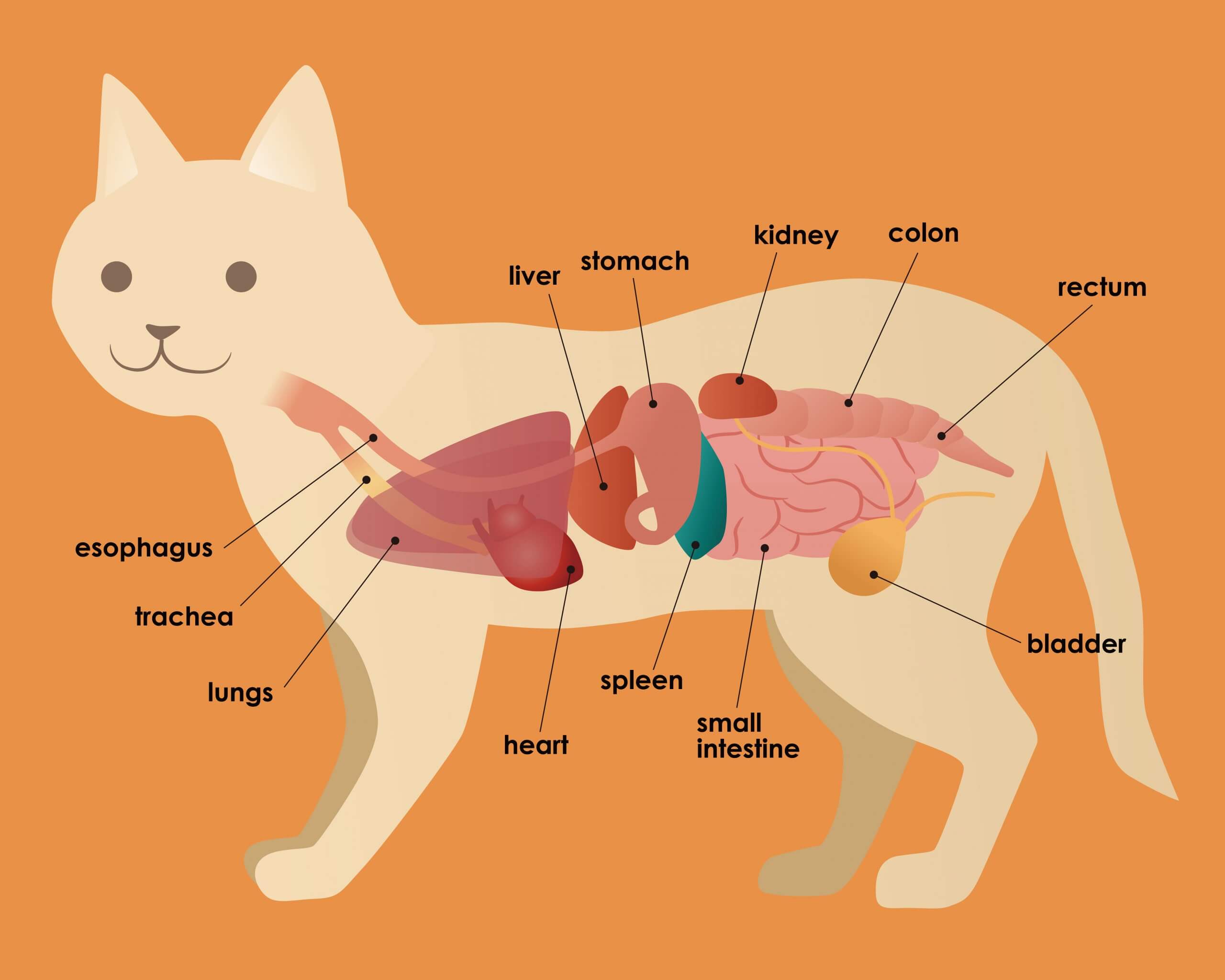 Sistema digestivo en gatos