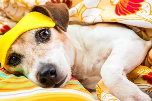 ¿Existen los trastornos del sueño en perros?