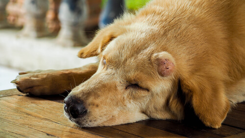 Tumor en la cabeza del perro