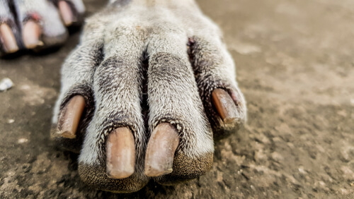 Uñas del perro