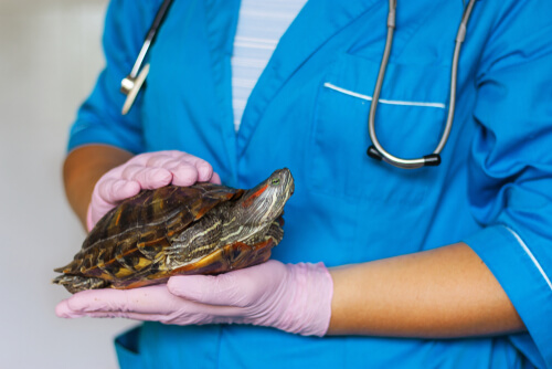 Veterinario con tortuga en la mano.