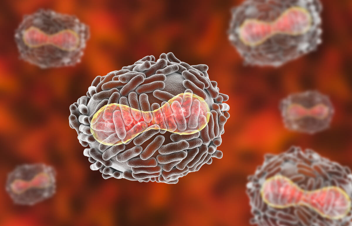 Virus de la viruela.