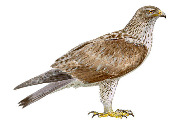 Águila azor perdicera (Aquila fasciata)