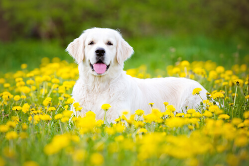 Alergias en el golden retriever