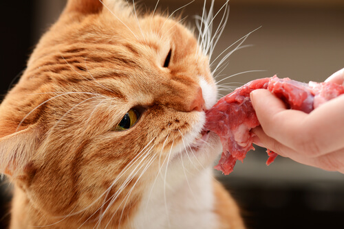 Beneficios de la dieta de alimentos crudos para el gato