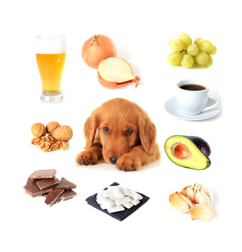 Alimentos tóxicos para los perros: ¿cuáles son?