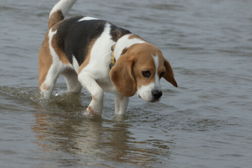 Beagle caminando por la playa