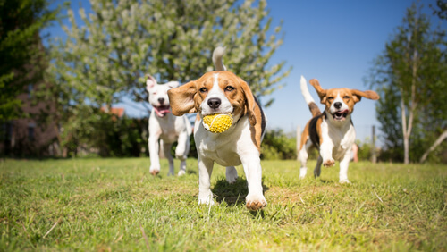 Beagles jugando en el parque