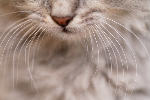 Bigotes del gato