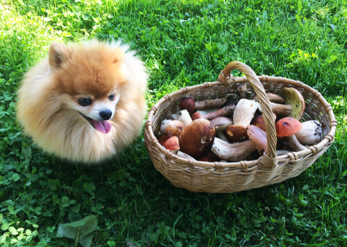 Cachorro con una cesta de hongos