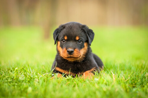 Cachorro de rottweiler