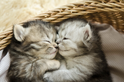 Cachorros de gato