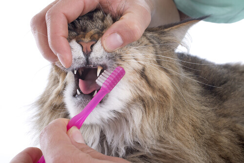 Cepillar dientes al gato