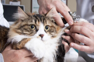 ¿Es apropiado recortar las garras del gato?