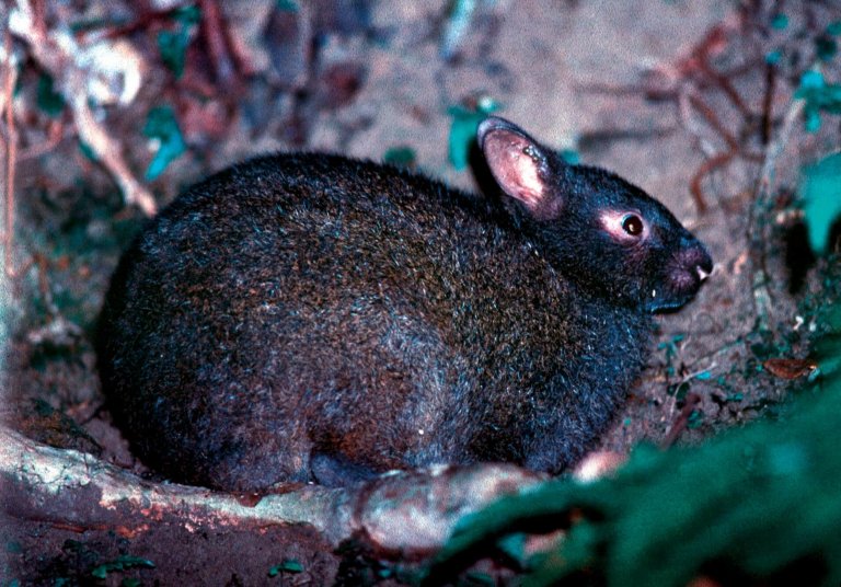 Biología y conservación del conejo de Amami