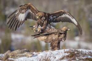 La conservación de las águilas españolas