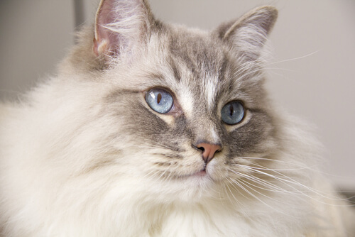Entre los cuidados del gato ragdoll están sus orejas