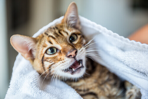 Gatto tigrato sotto le coperte.