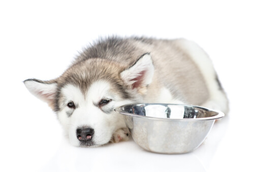 Dieta blanda para perros con problemas estomacales