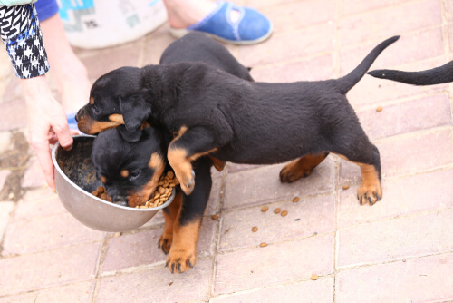 Dieta más adecuada para el rottweiler