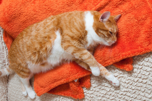 Epilepsia y convulsiones en gatos: causas y tratamientos Mis Animales