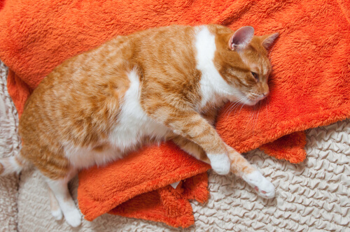Ejemplar tras un episodio de epilepsia y convulsiones en gatos