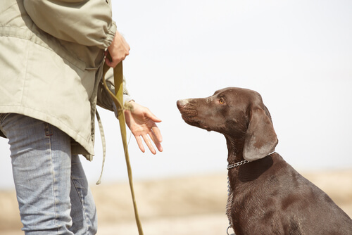Entrenador de perros