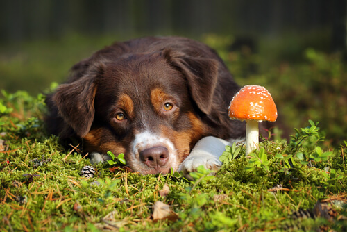 Envenenamiento por hongos en perros: ¿qué hacer?