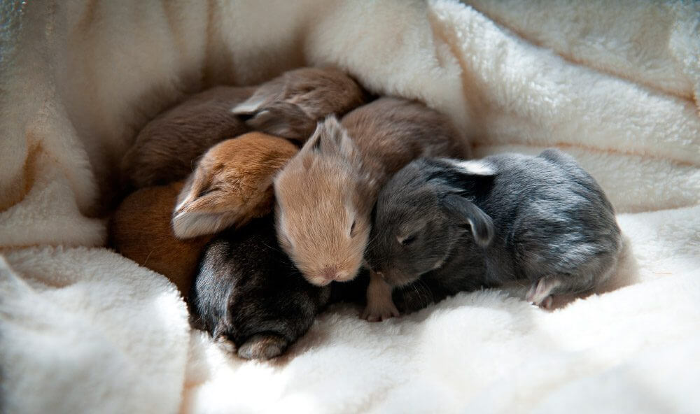 ¿Es el olfato importante para los conejos recién nacidos?