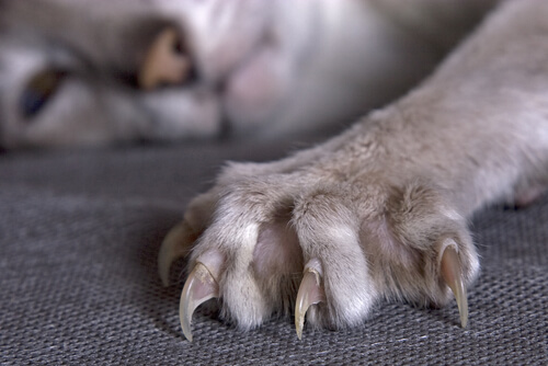 Garras del gato