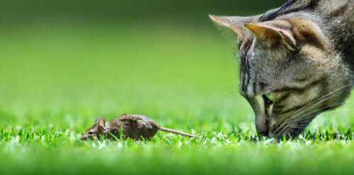 Gato acechando ratón