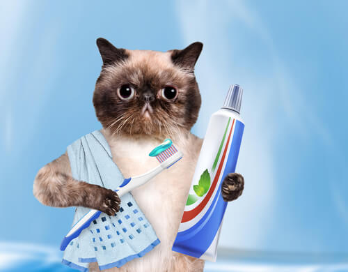 Gato con cepillo y pasta de dientes