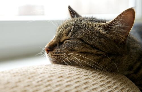 Gato dormido en el sofá