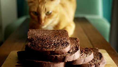 Gato observando pan de chocolate