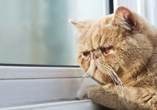 Gato pegado a la ventana